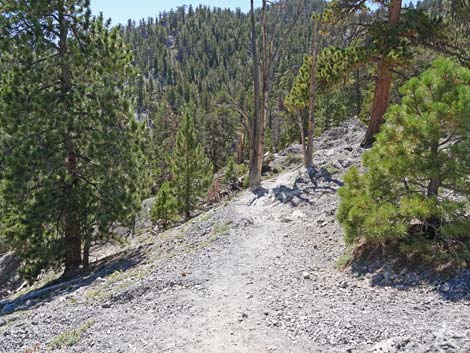 Bristlecone Trail