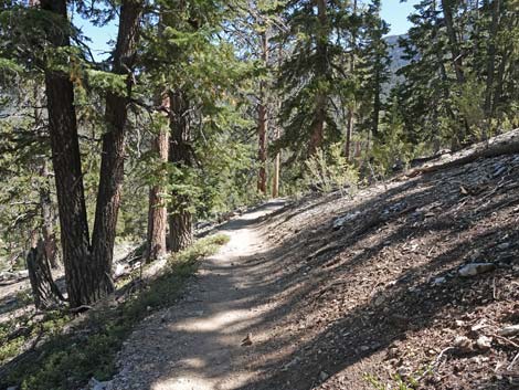 Bristlecone Trail