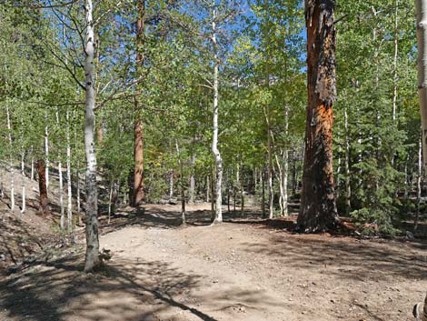 Bristlecone Trail