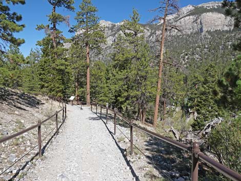 Bristlecone Trail