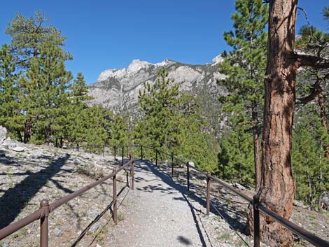 Bristlecone Trail