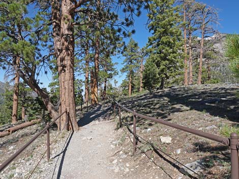 Bristlecone Trail