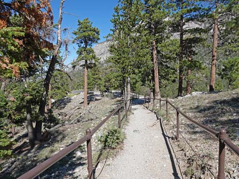 Bristlecone Trail