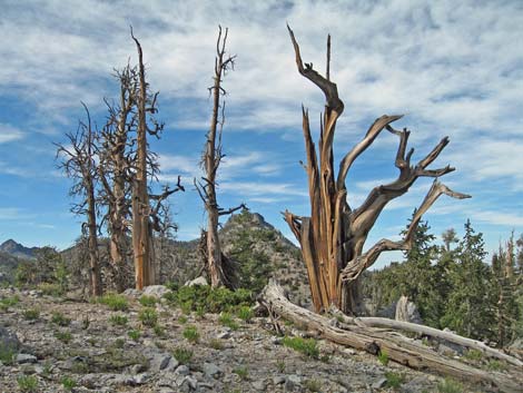 Bristlecone Trail