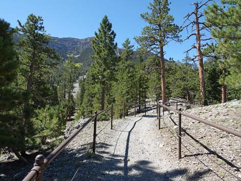 Bristlecone Trail