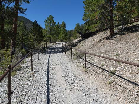 Bristlecone Trail