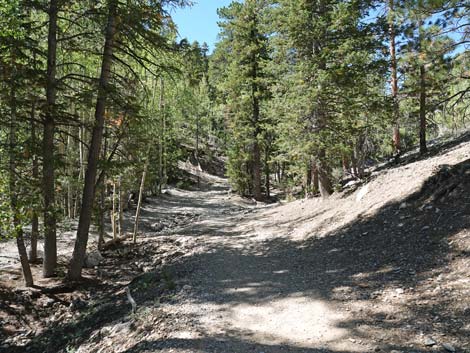 Bristlecone Trail