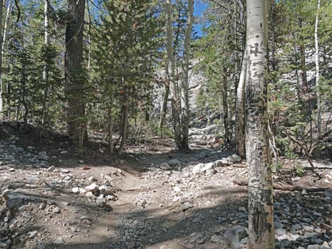 Bristlecone Trail