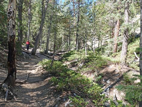 Bristlecone Trail