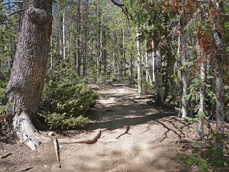 Bristlecone Trail