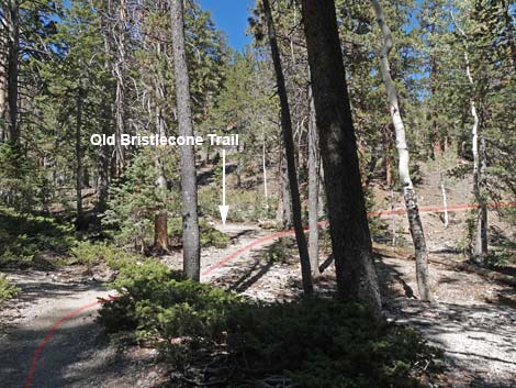 Bristlecone Trail