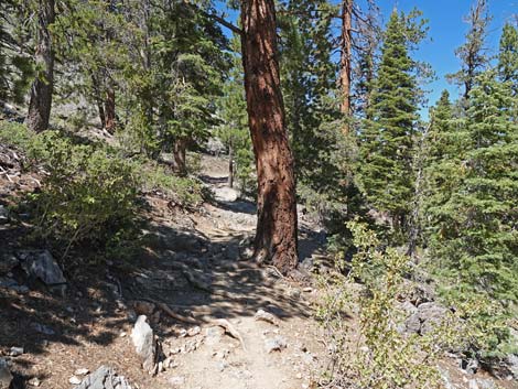 Bristlecone Trail