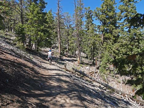 Bristlecone Trail