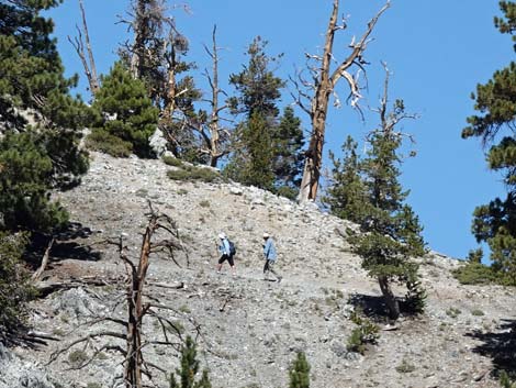 Bristlecone Trail