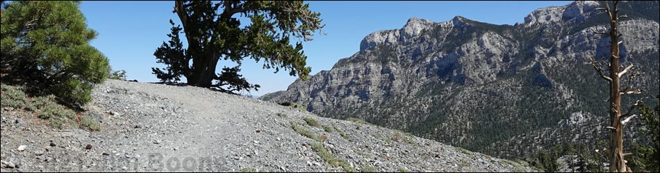 Bristlecone Trail