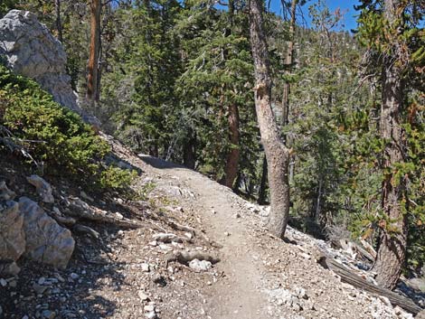 Bristlecone Trail