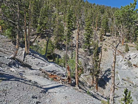 Bristlecone Trail