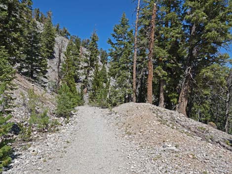 Bristlecone Trail