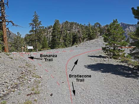 Bristlecone Trail