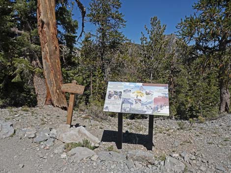 Bristlecone Trail