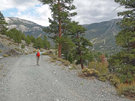 Bristlecone Trail