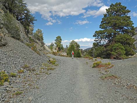 Bristlecone Trail