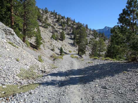 Bristlecone Trail