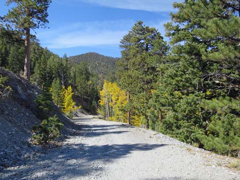 Bristlecone Trail