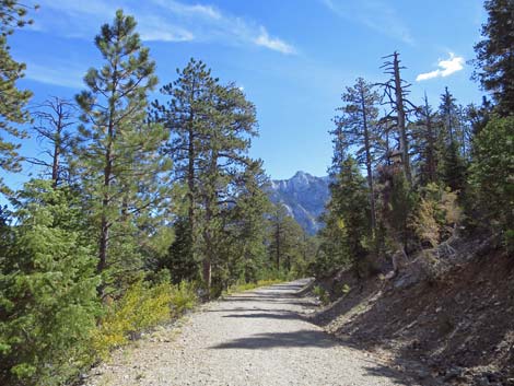 Bristlecone Trail