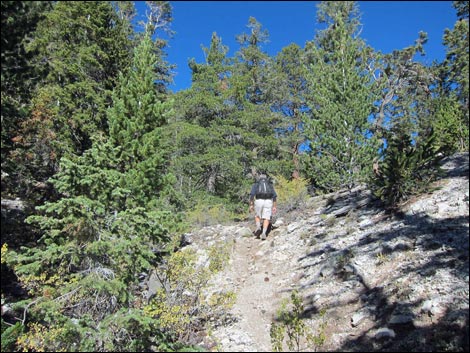 Old Bristlecone Trail