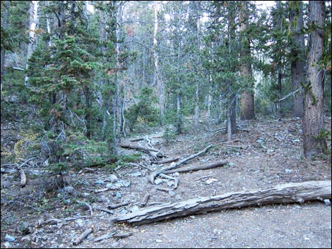 Old Bristlecone Trail