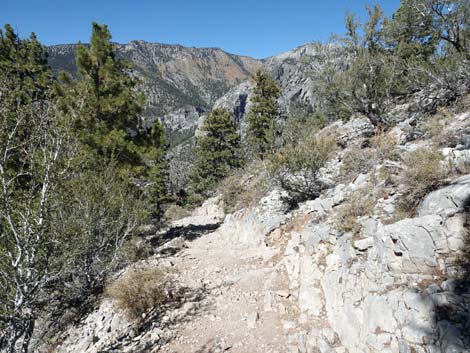 Cathedral Rock Trail