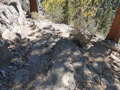 Cathedral Rock Trail