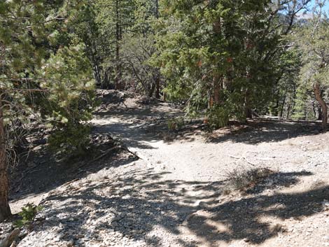 Cathedral Rock Trail