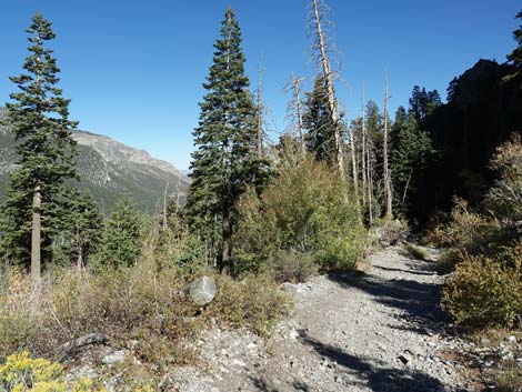 Cathedral Rock Trail