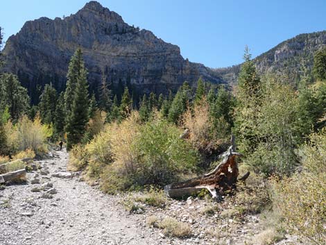 Cathedral Rock Trail