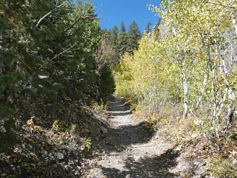 Cathedral Rock Trail