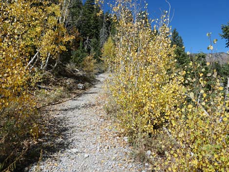 Cathedral Rock Trail