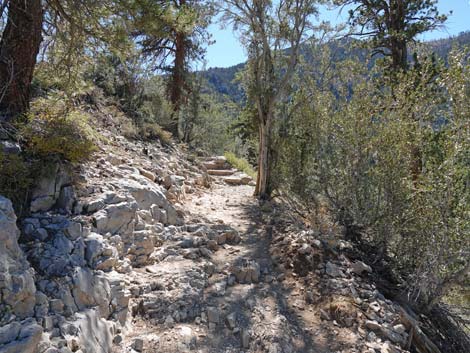 Cathedral Rock Trail