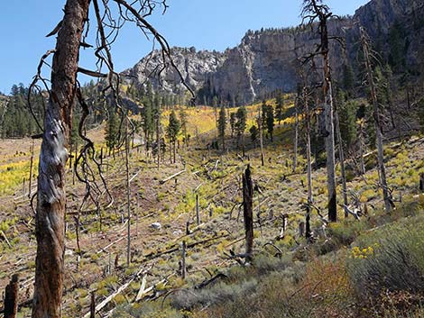 Echo Overlook