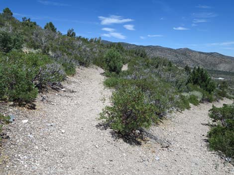 Escarpment Trail