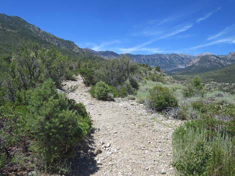 Escarpment Trail