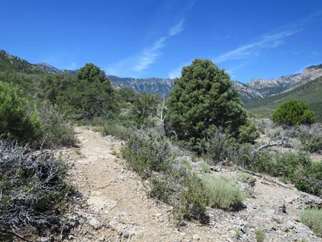 Escarpment Trail