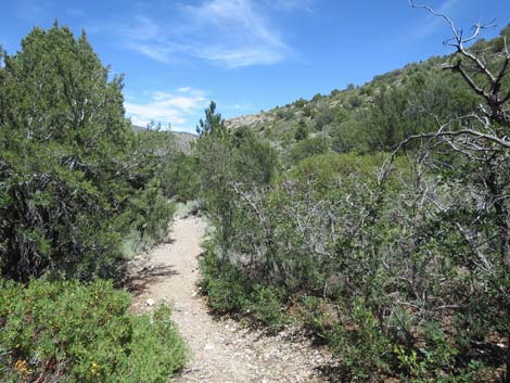 Escarpment Trail