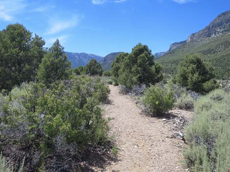 Escarpment Trail