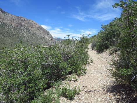 Escarpment Trail