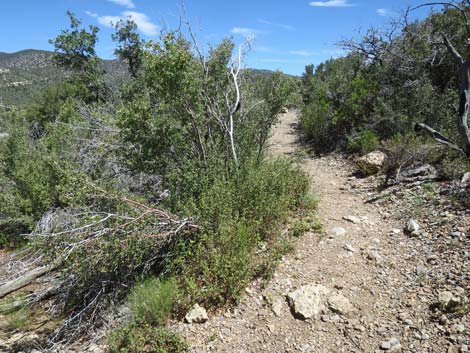 Escarpment Trail