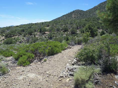 Escarpment Trail