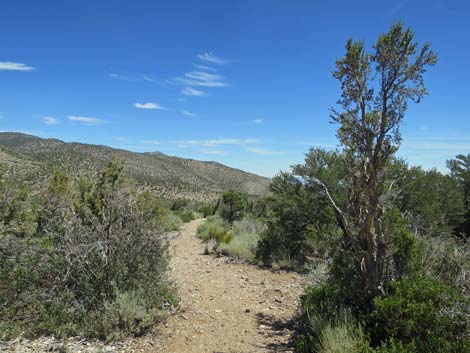 Escarpment Trail