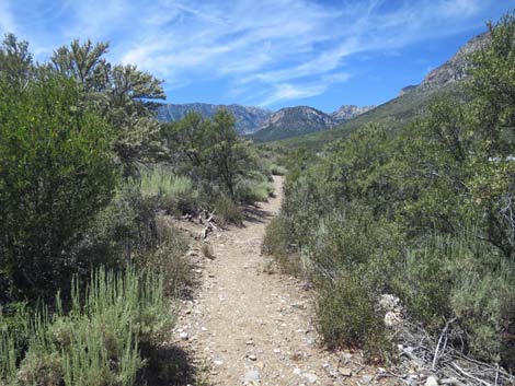 Escarpment Trail